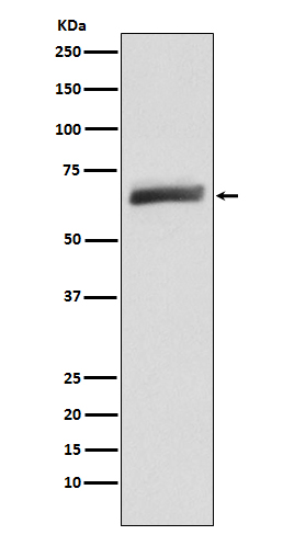 m03887 wb