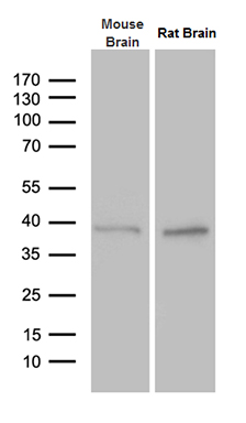 Western blot analysis of extracts (35ug) from mouse brain and rat brain tissue lysate by using anti-PTF1A monoclonal antibody (1:500)