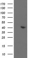 m03893 1 anti aldob mouse monoclonal antibody clone id oti3c6 wb testing 1
