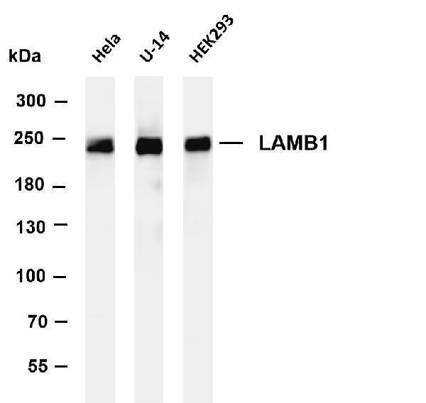 m03894 2 lamb1 primary antibodies wb testing 1