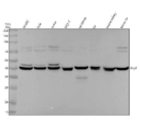 m03898 arp2 primary antibodies wb testing 1