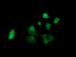 Anti-KLK8 mouse monoclonal antibody (M03901-1) immunofluorescent staining of COS7 cells transiently transfected by pCMV6-ENTRY KLK8