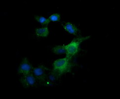 m03901 anti kallikrein 8 klk8 mouse monoclonal antibody clone id oti16g2 if testing 6