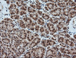 Immunohistochemical staining of paraffin-embedded Human pancreas tissue within the normal limits using anti-KLK8 mouse monoclonal antibody