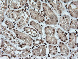 m03901 anti kallikrein 8 klk8 mouse monoclonal antibody clone id oti16g2 ihc testing 4