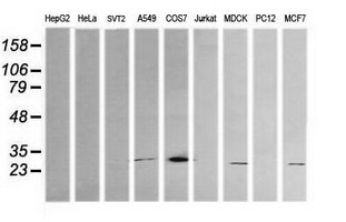 Western blot analysis of extracts (35ug) from 9 different cell lines by using anti-KLK8 monoclonal antibody (HepG2: human; HeLa: human; SVT2: mouse; A549: human; COS7: monkey; Jurkat: human; MDCK: canine; PC12: rat; MCF7: human)