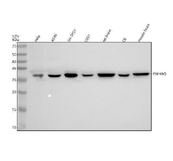 Western blot analysis of YWHAQ using anti-YWHAQ antibody (M03904)
