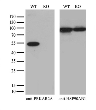 m03911 2 anti pka r2 prkar2a mouse monoclonal antibody clone id oti1a7 wb testing 2