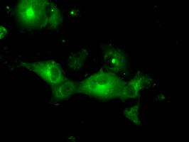m03911 3 anti pka r2 prkar2a mouse monoclonal antibody clone id oti5f1 if testing 6