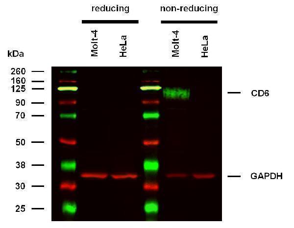Anti-Hu CD6 Purified (clone MEM-98) works in WB application under non-reducing conditions