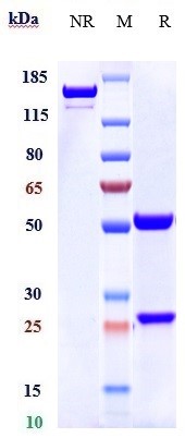 Anti-CD6 Reference Antibody (itolizumab) on SDS-PAGE under reducing (R) condition