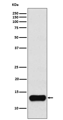 Western blot analysis of Cystatin A expression in K562 cell lysate