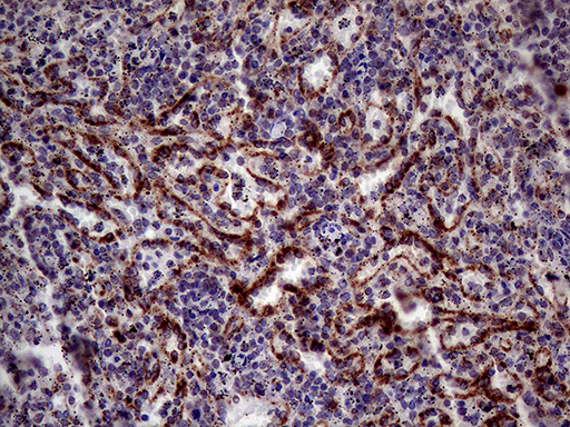 m03917 2 anti cd161 klrb1 mouse monoclonal antibody clone id oti1d8 ihc testing 2