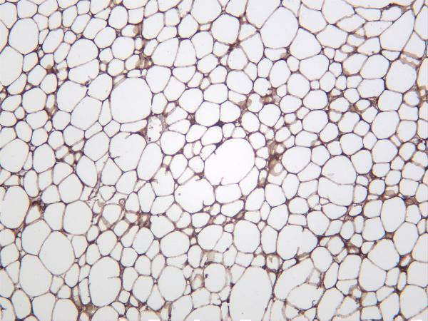 Mouse adipose was stained with anti-Perilipin-1 rabbit antibody