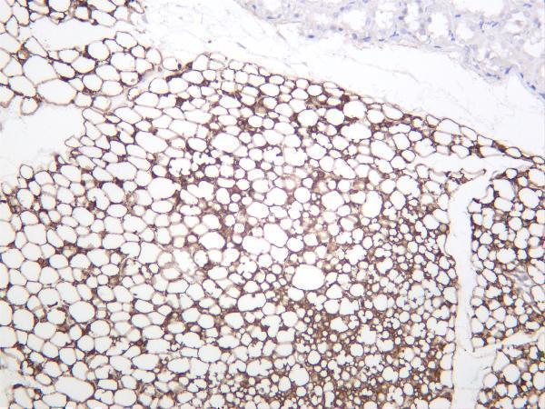 Rat adipose was stained with anti-Perilipin-1 rabbit antibody
