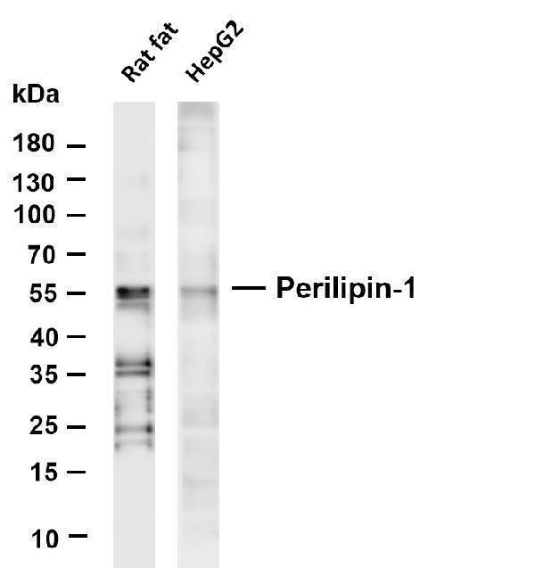 m03918 1 plin1 primary antibodies wb testing 1