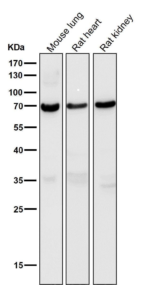 All lanes use the Antibody at 1:3K dilution for 1 hour at room temperature