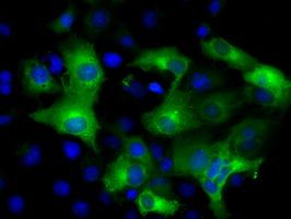 m03920 ifit3 primary antibodies if testing 4