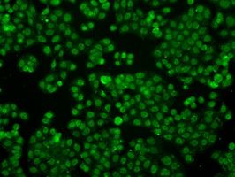 m03920 ifit3 primary antibodies if testing 5