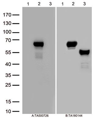 m03920 ifit3 primary antibodies wb testing 1