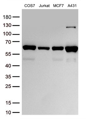 m03920 ifit3 primary antibodies wb testing 3
