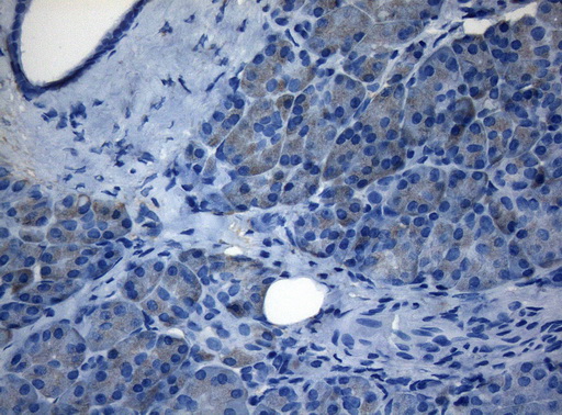 Immunohistochemical staining of paraffin-embedded Human pancreas tissue within the normal limits using anti-ZNF217 mouse monoclonal antibody