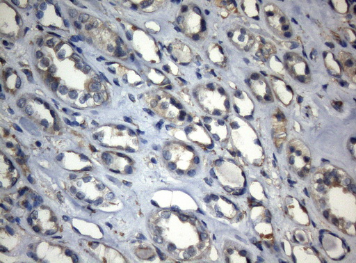 m03921 anti znf217 mouse monoclonal antibody clone id oti3g5 ihc testing 4