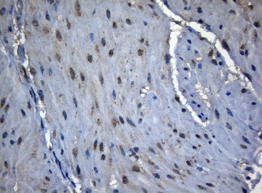 m03921 anti znf217 mouse monoclonal antibody clone id oti3g5 ihc testing 5