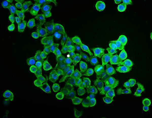 m03922 1 eif4a1 primary antibodies if testing 4