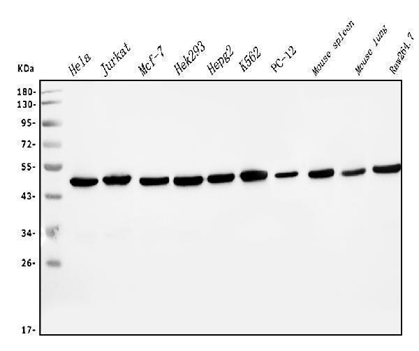 Western blot analysis of EIF4A1 using anti-EIF4A1 antibody (M03922-1)