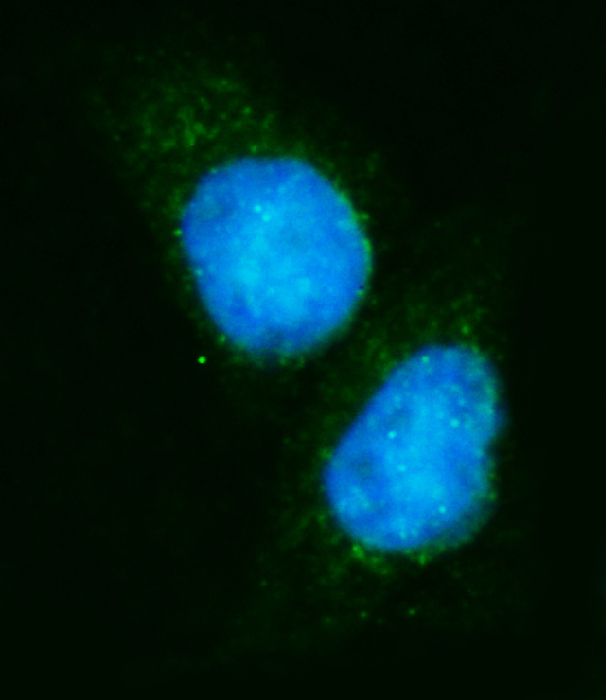 m03922 2 eif4a primary antibodies if testing 10