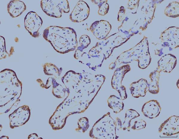 m03922 2 eif4a primary antibodies ihc testing 2