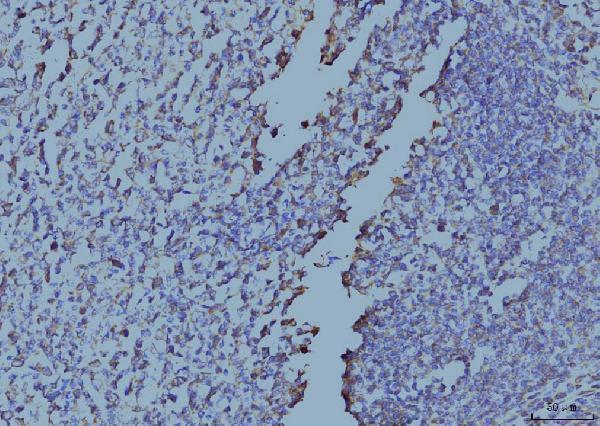 m03922 2 eif4a primary antibodies ihc testing 4