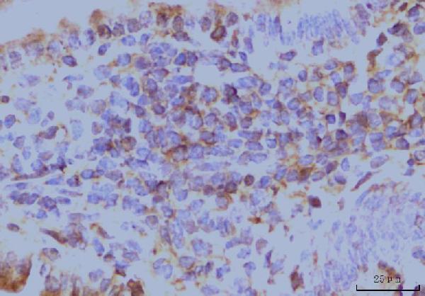 m03922 2 eif4a primary antibodies ihc testing 5