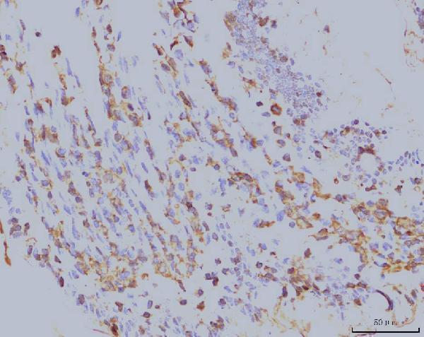 m03922 2 eif4a primary antibodies ihc testing 6