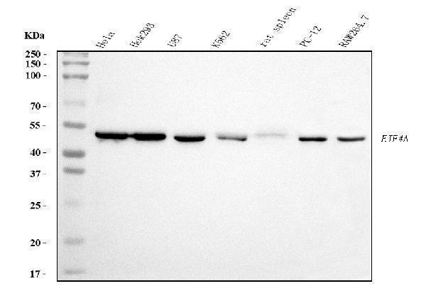 m03922 2 eif4a primary antibodies wb testing 1