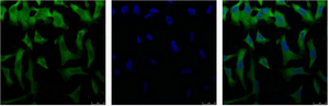 m03922 eif4a1 primary antibodyes if testing 12