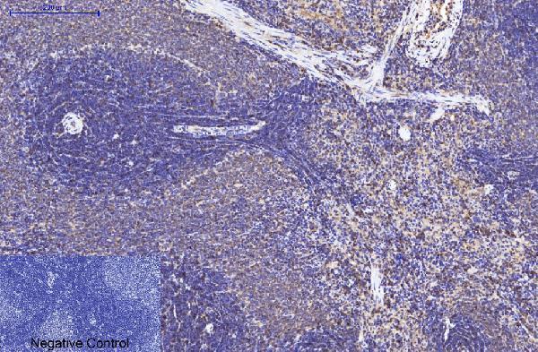 m03922 eif4a1 primary antibodyes ihc testing 11
