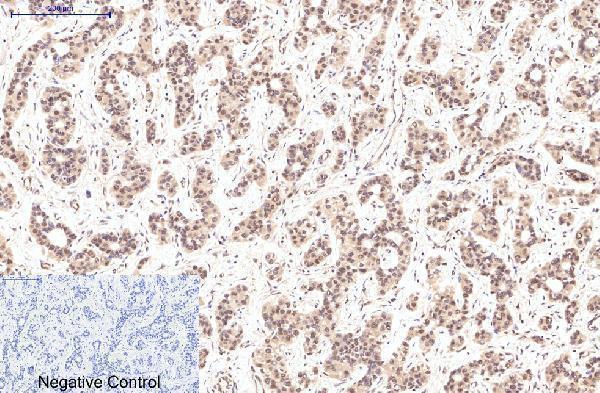 m03922 eif4a1 primary antibodyes ihc testing 3