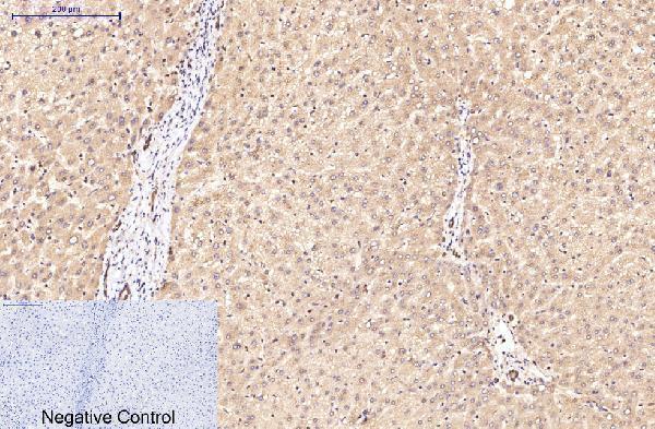 m03922 eif4a1 primary antibodyes ihc testing 4