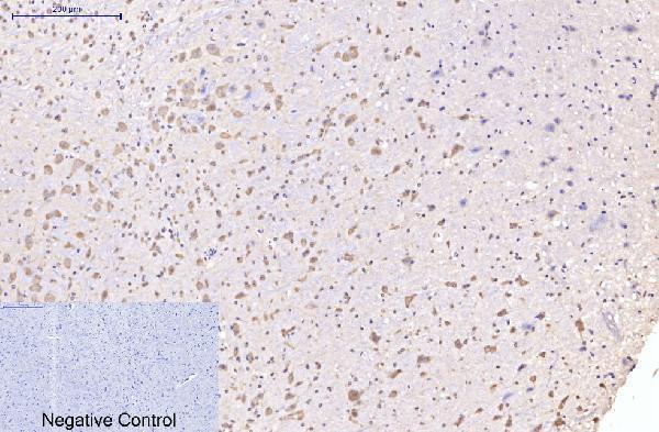 m03922 eif4a1 primary antibodyes ihc testing 6