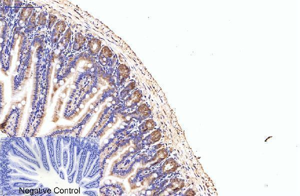 m03922 eif4a1 primary antibodyes ihc testing 7
