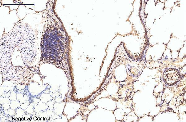 m03922 eif4a1 primary antibodyes ihc testing 9