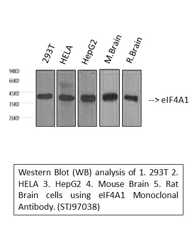 m03922 eif4a1 primary antibodyes wb testing 1