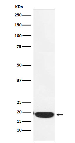 Western blot analysis of PERP expression in A431 cell lysate.