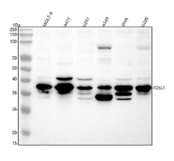  Western blot analysis of FRA1 using anti-FRA1 antibody (M03927-1)