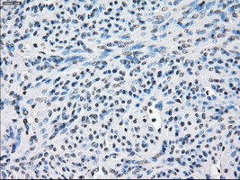 m03927 anti fra1 fosl1 mouse monoclonal antibody clone id oti12f9 ihc testing 4