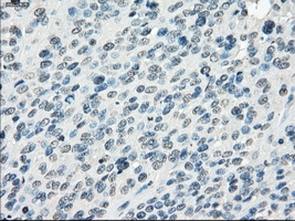m03927 anti fra1 fosl1 mouse monoclonal antibody clone id oti12f9 ihc testing 6