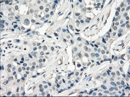 m03927 anti fra1 fosl1 mouse monoclonal antibody clone id oti12f9 ihc testing 7