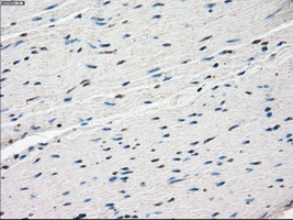 m03927 anti fra1 fosl1 mouse monoclonal antibody clone id oti12f9 ihc testing 8